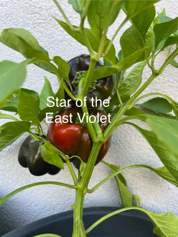 Chili / Paprika: Star of the East Violet