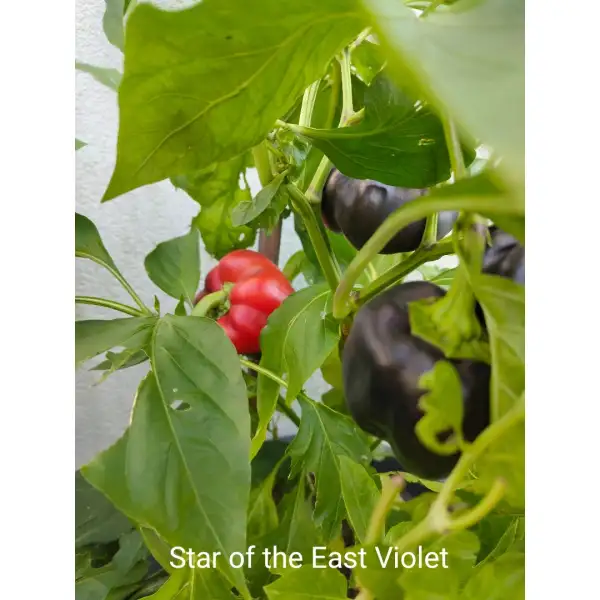 Chili / Paprika: Star of the East Violet Paprika