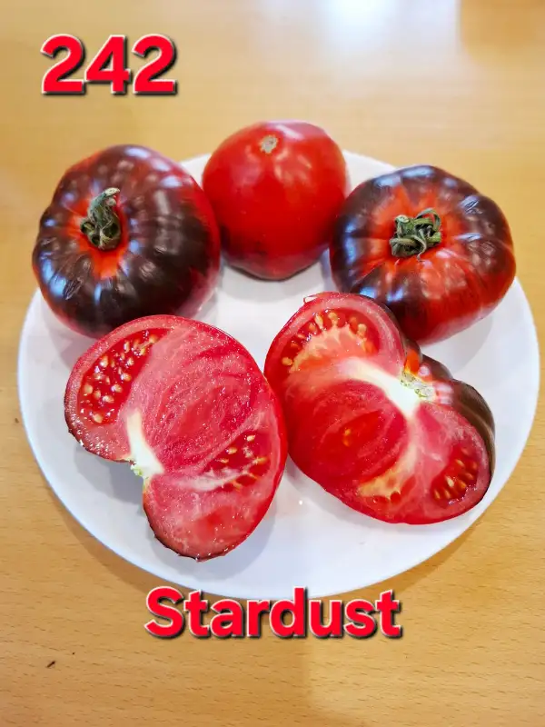 Tomaten: Stardust