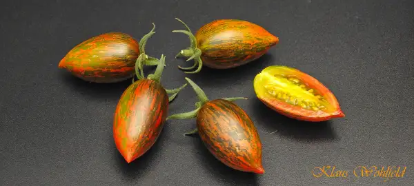 Tomaten: Starfall in August