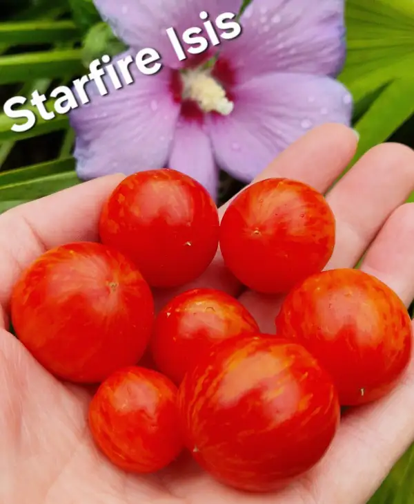 Tomaten: Starfire Isis
