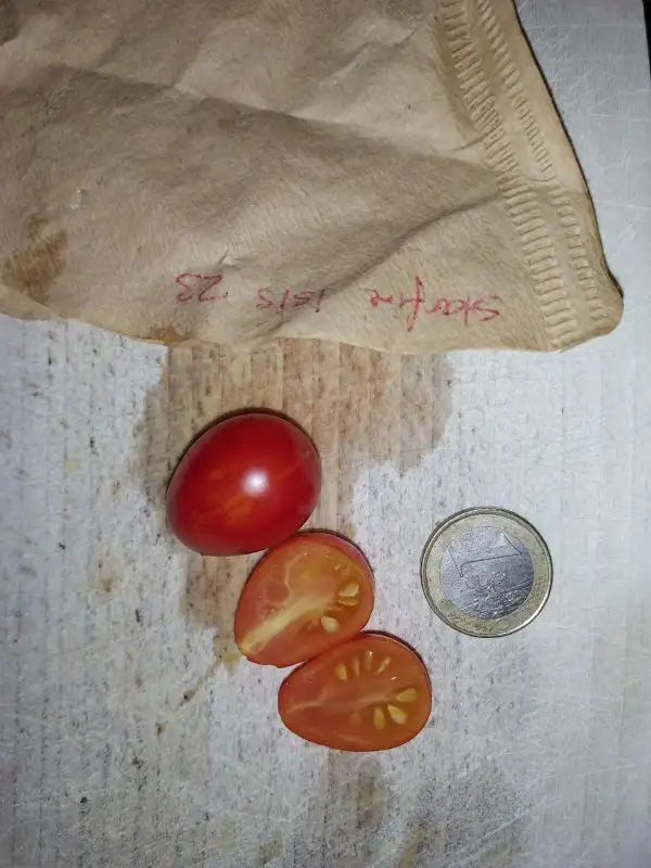 Tomaten: Starfire Isis