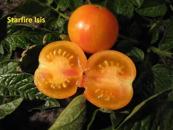 Tomaten: Starfire Isis