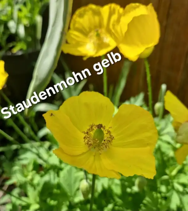 Blumen: Staudenmohn gelb
