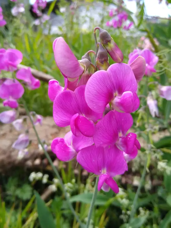 Blumen: Staudenwicke