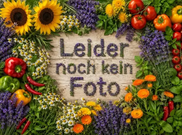 Blumen: Stechapfel