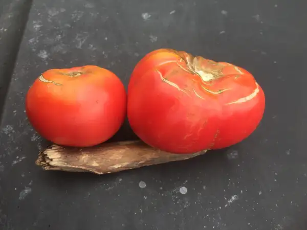 Tomaten: Stefania