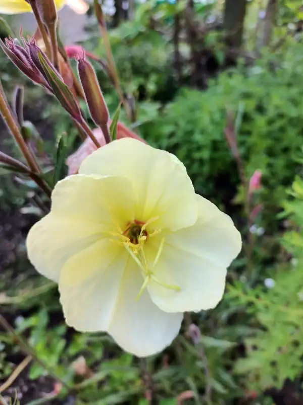 Kräuter: Steife- Duftnachtkerze