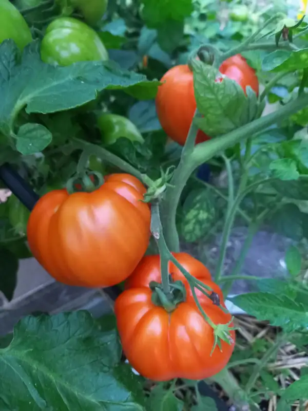 Tomaten: Steinblume