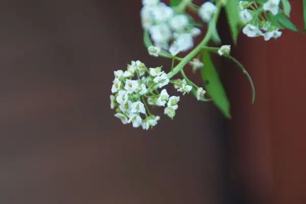 Blumen: Steinkraut (Alyssum maritimum)