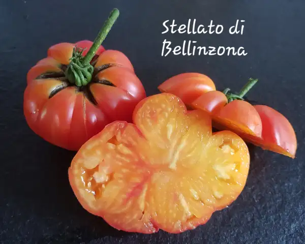 Tomaten: Stellato di Bellinzona