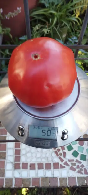 Tomaten: Stenka Rasin