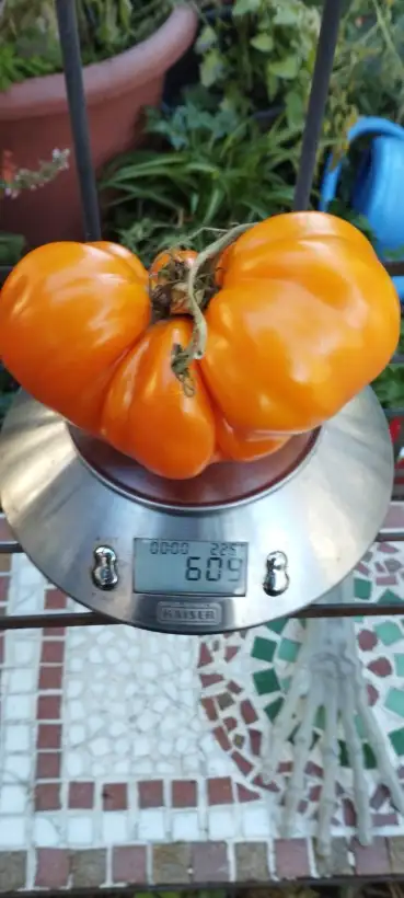 Tomaten: Stenka Rasin gelb