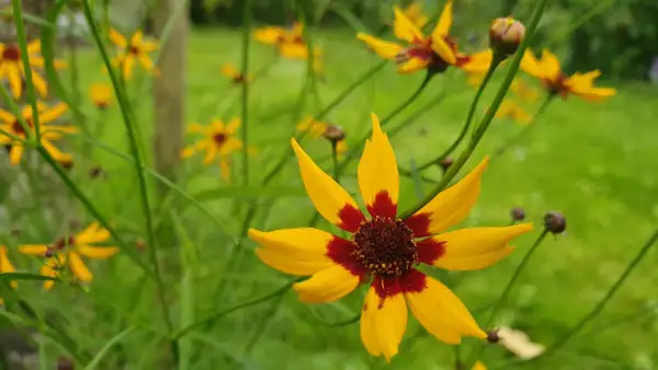 Blumen: Sternblütigs Mädchenauge