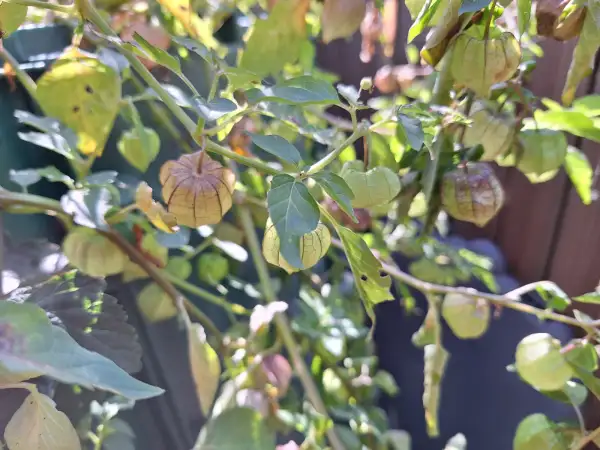 Physalis: Sternkirsche
