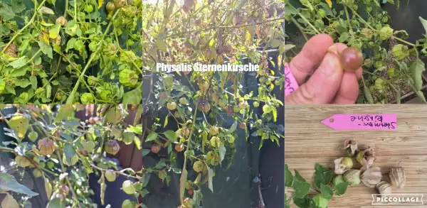 Physalis: Sternkirsche