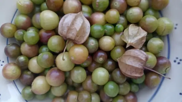Physalis: Sternkirsche