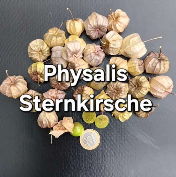 Physalis: Sternkirsche