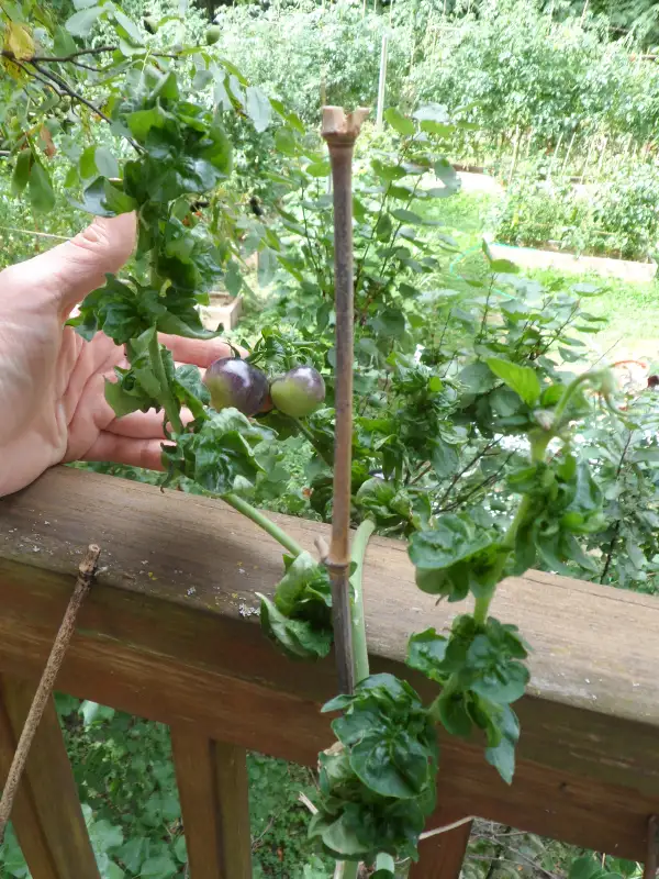 Tomaten: Stick Bronze ( Kat# 2701 )