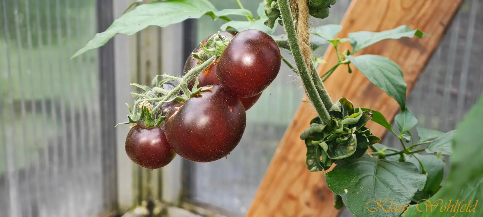 Tomaten: Stick brown