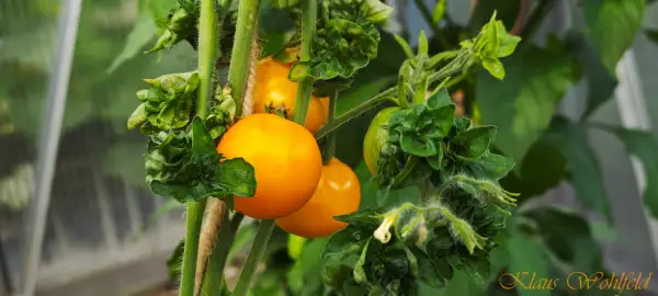 Tomaten: Stick gelb