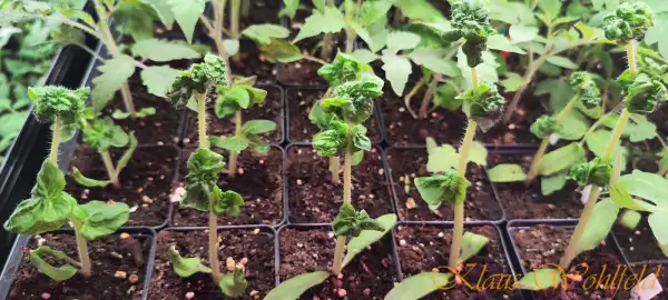 Tomaten: Stick Lockentomate