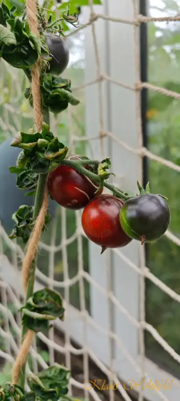 Tomaten: Stick Mooncalf