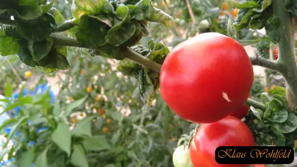 Tomaten: Stick rot