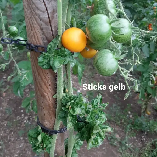 Tomaten: Sticks Yellow