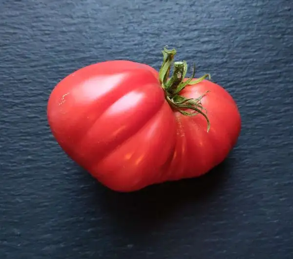 Tomaten: Stierblut