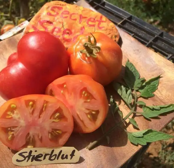 Tomaten: Stierblut