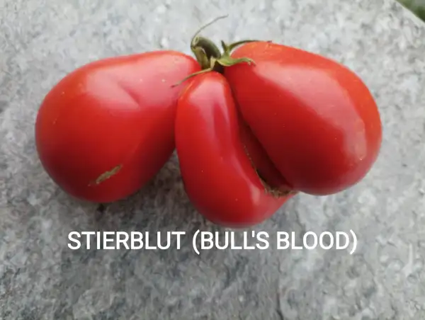 Tomaten: Stierblut (Bull`s Blood)