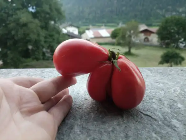 Tomaten: Stierblut (Bull`s Blood)