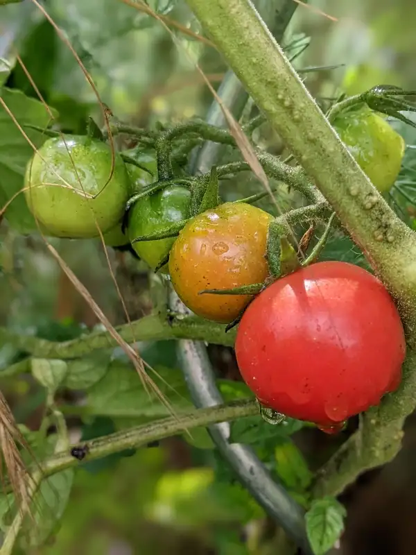 Tomaten: Stina