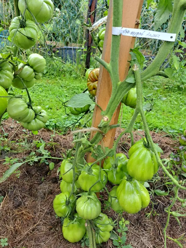 Tomaten: Sto pudov