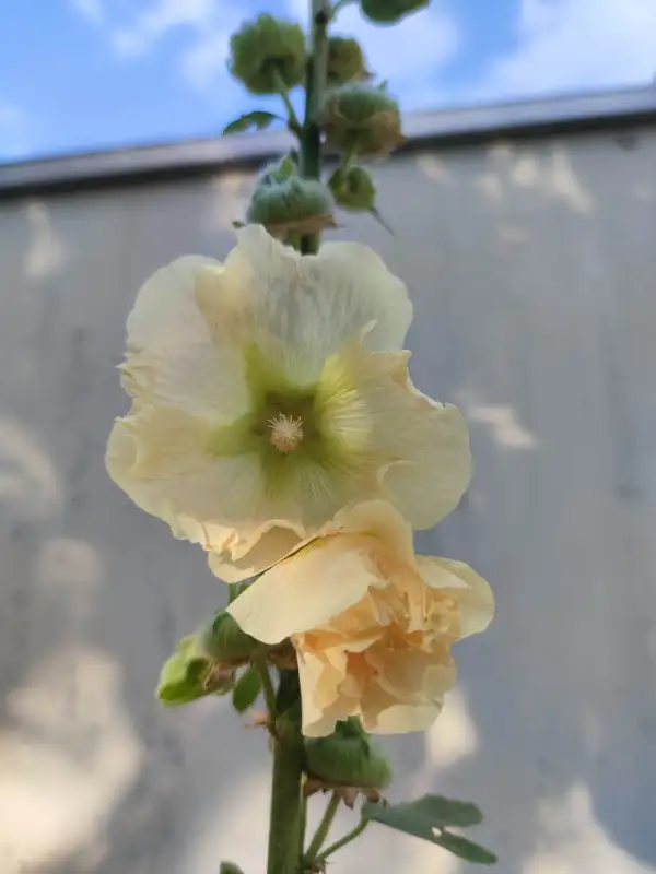 Blumen: Stockrose apricose