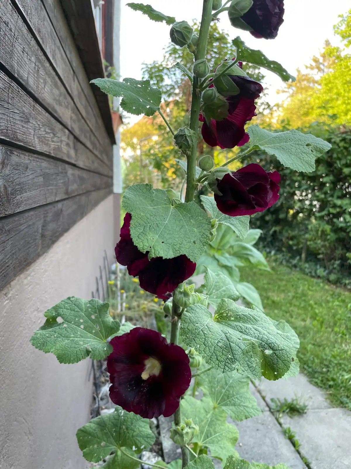 Blumen: Stockrose „Nigra“, Tiefrot