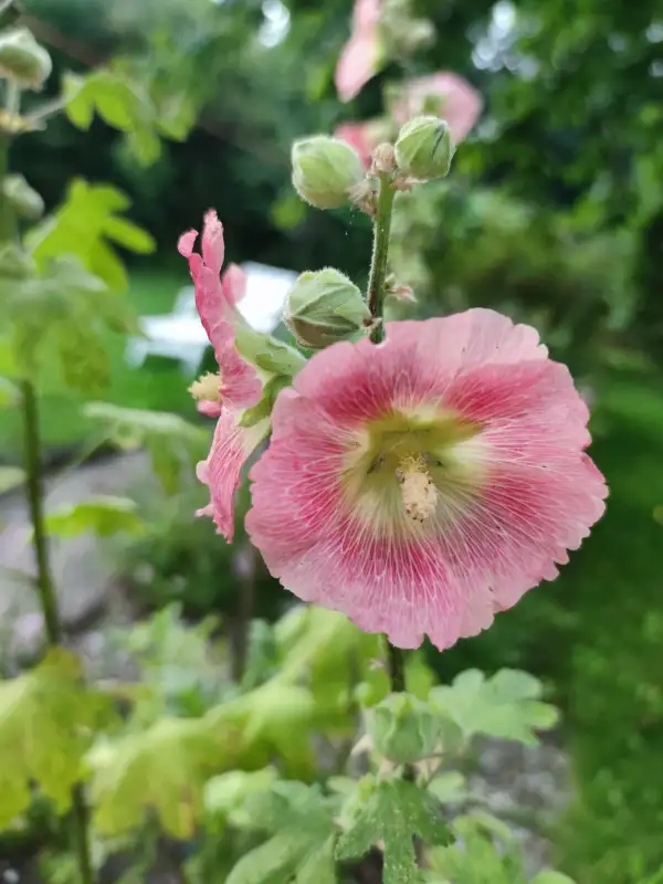 Blumen: Stockrose rosa