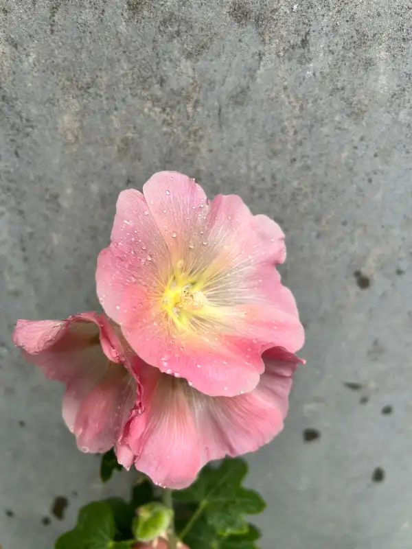 Blumen: Stockrose rosa