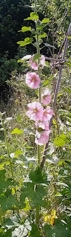 Blumen: Stockrose rosa, 2m große Schönheit