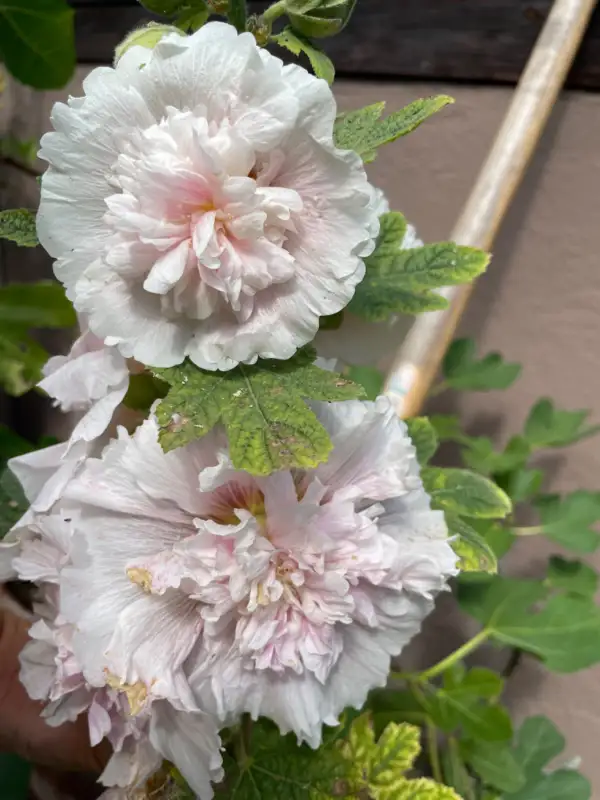 Blumen: Stockrose rosa, gefüllt