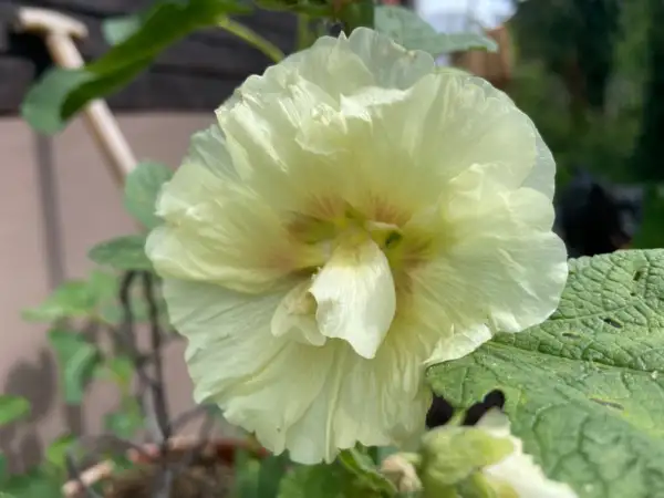 Blumen: Stockrose weiß - hellgelb