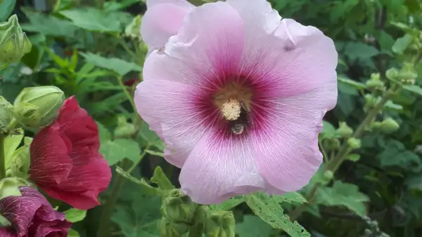 Blumen: Stockrosen Mischung