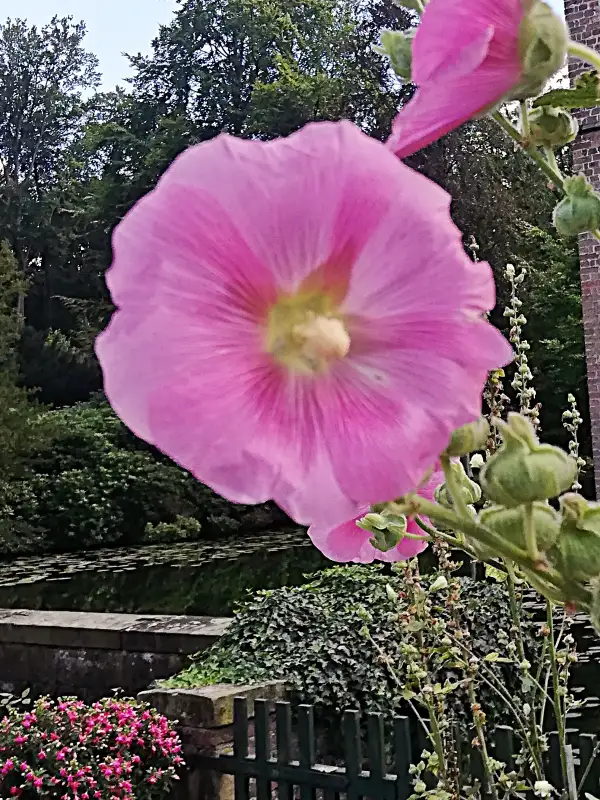 Blumen: Stockrosen (rosa3)