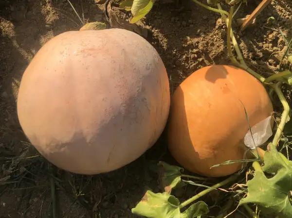 Kürbisse: Stofuntovaya