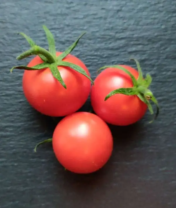 Tomaten: Stonor’s Most Prolific