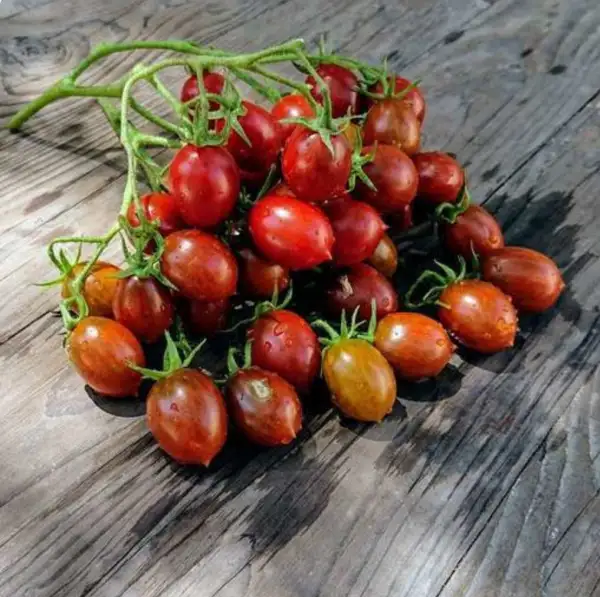 Tomaten: Stormin Norman