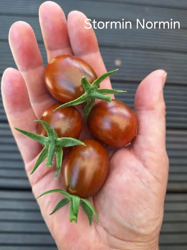 Tomaten: Stormin Norman