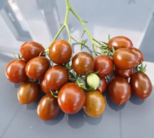 Tomaten: Stormin Norman