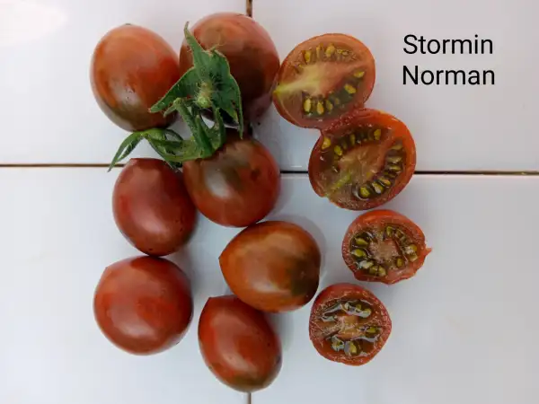 Tomaten: Stormin Norman